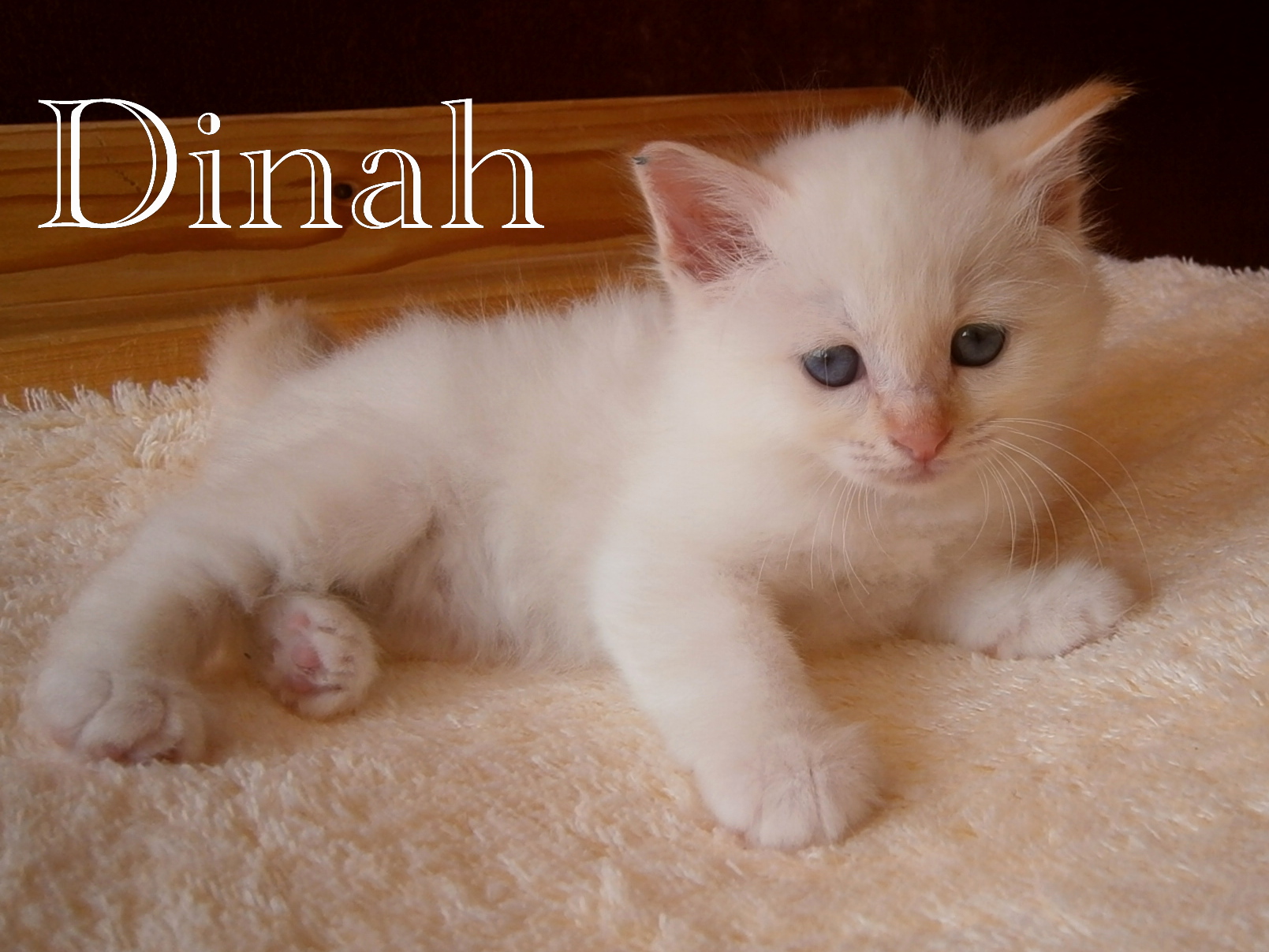 Dinah – Birma (Heilige Birma) Kitten – Foto 2