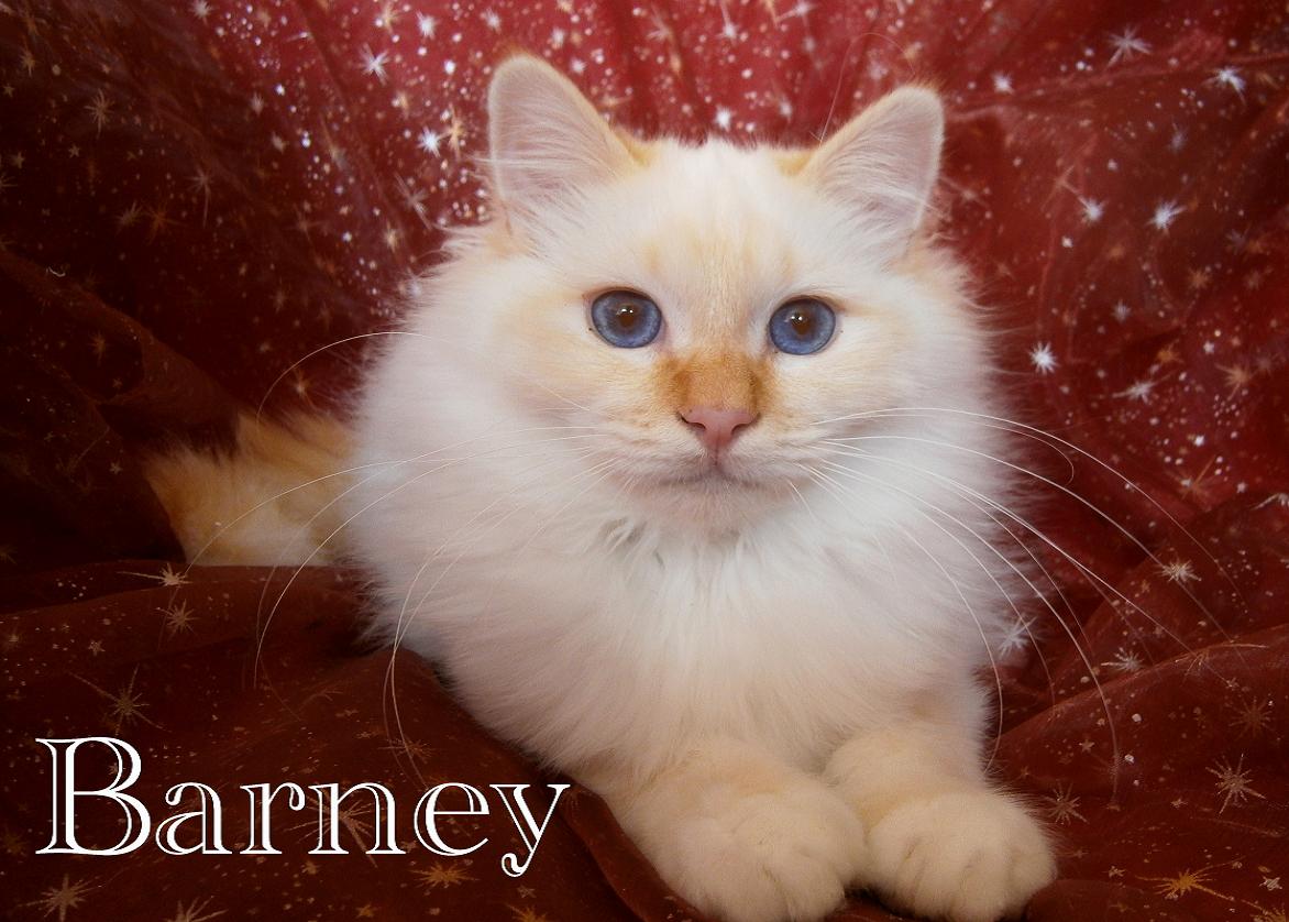 Barney the cosy One – Heilige Birma, Red Tabby Point – Foto 6