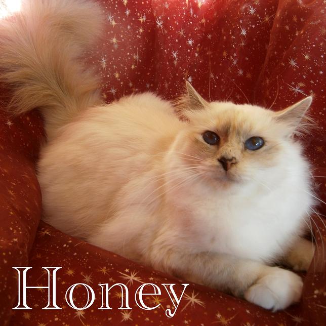 F* Honey de Maymyo – Heilige Birma, Blue Tortie Point – Foto 5
