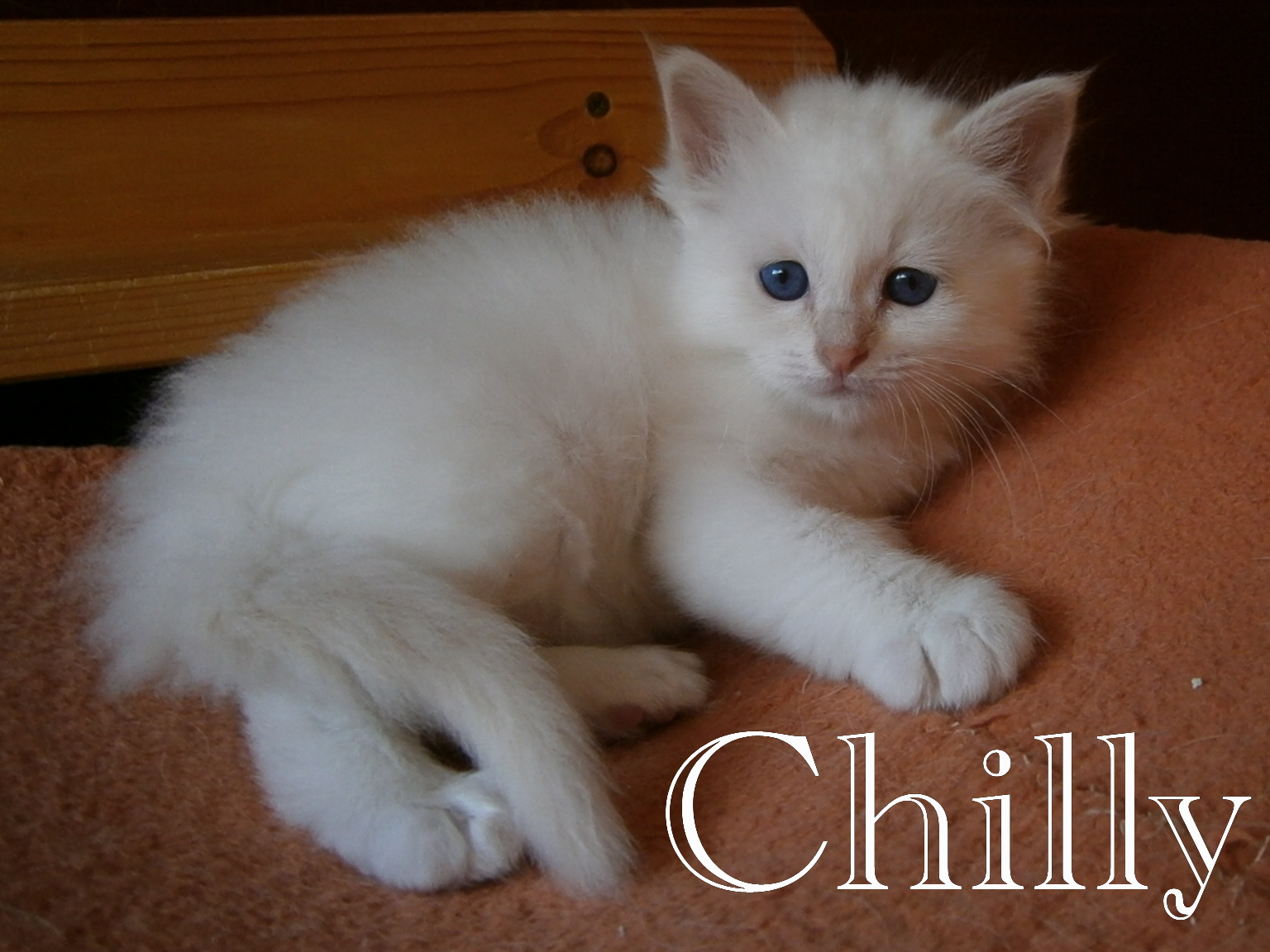 Chilly – Birman (Sacred Birman) kitten – Photo 3