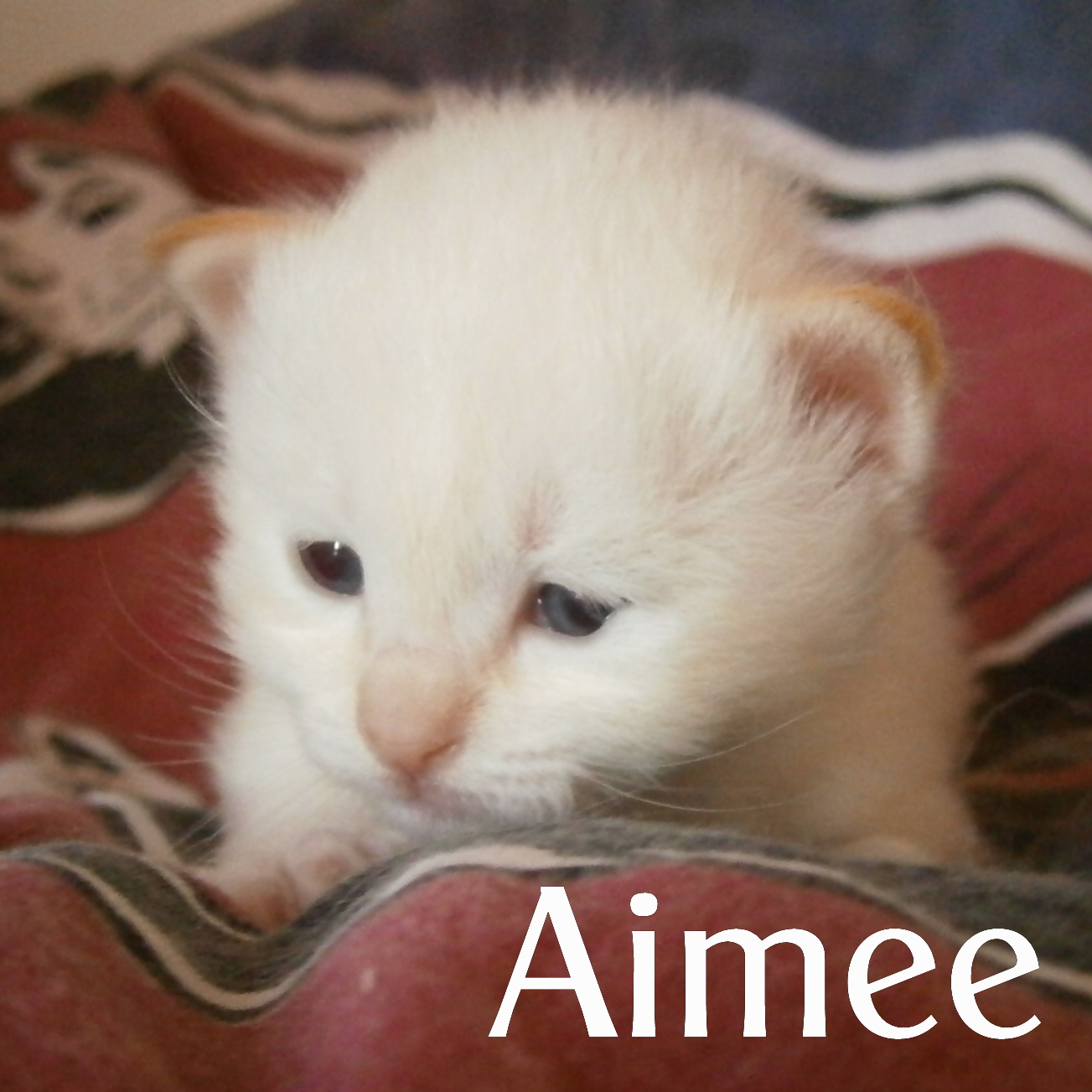 Aimee – chaton Birman (Sacré de Birmanie) – Photo 5