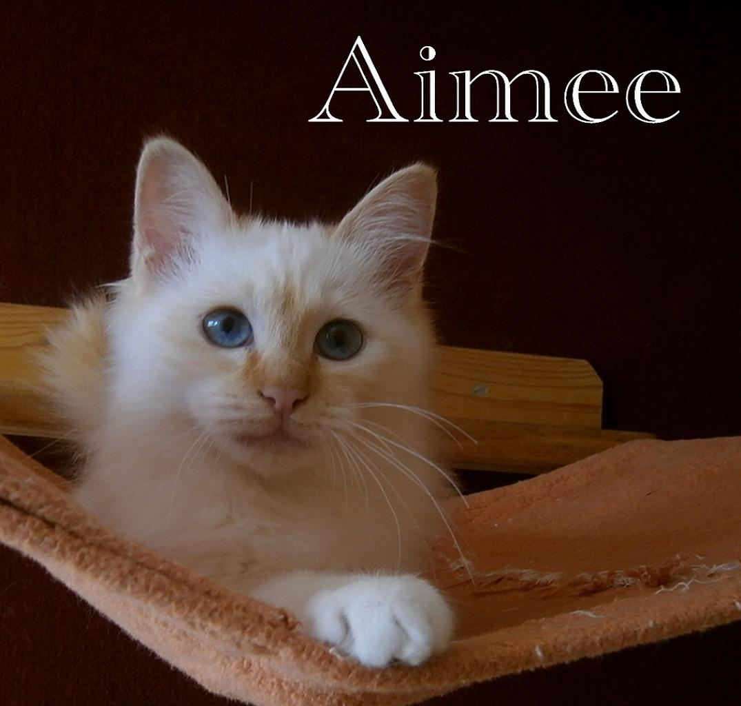 Aimee