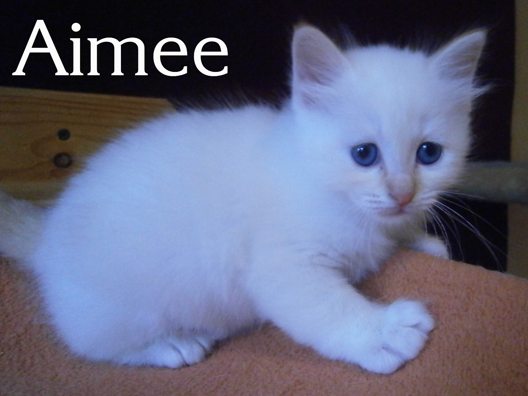 Aimee – chaton Birman (Sacré de Birmanie) – Photo 4