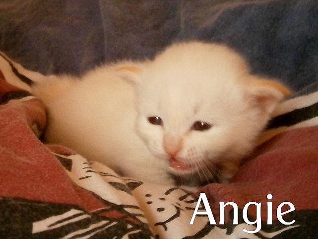 Angie – Birma (Heilige Birma) Kitten – Foto 2