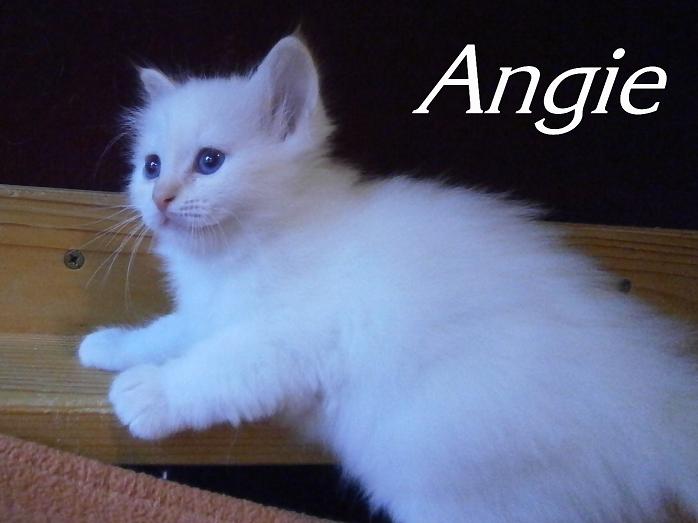 Angie