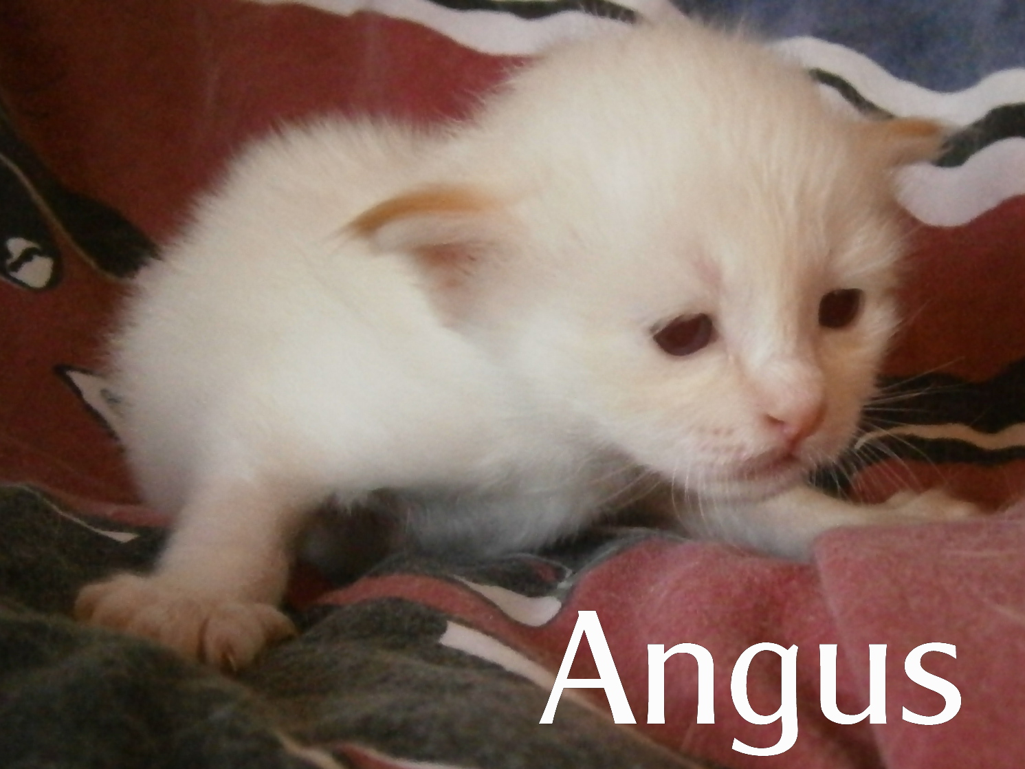 Angus the cosy One – Birma (Heilige Birma) Kitten – Foto 2