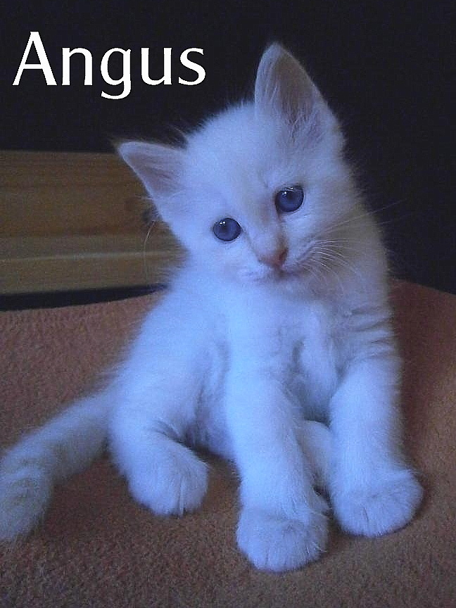 Angus the cosy One