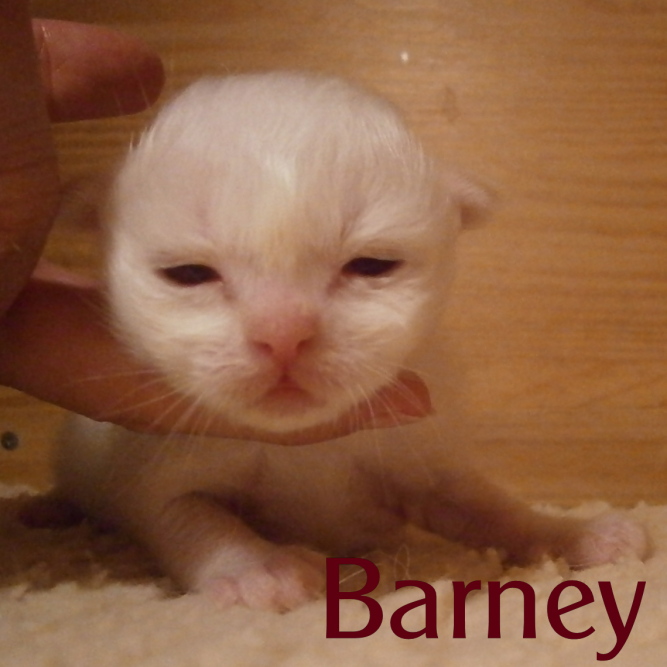 Barney the cosy One – Heilige Birma, Red Tabby Point – Foto 12