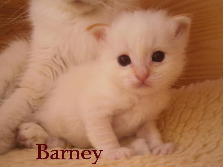 Barney the cosy One – Heilige Birma, Red Tabby Point – Foto 11