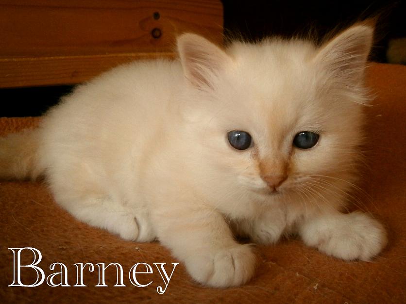 Barney the cosy One – Heilige Birma, Red Tabby Point – Foto 10