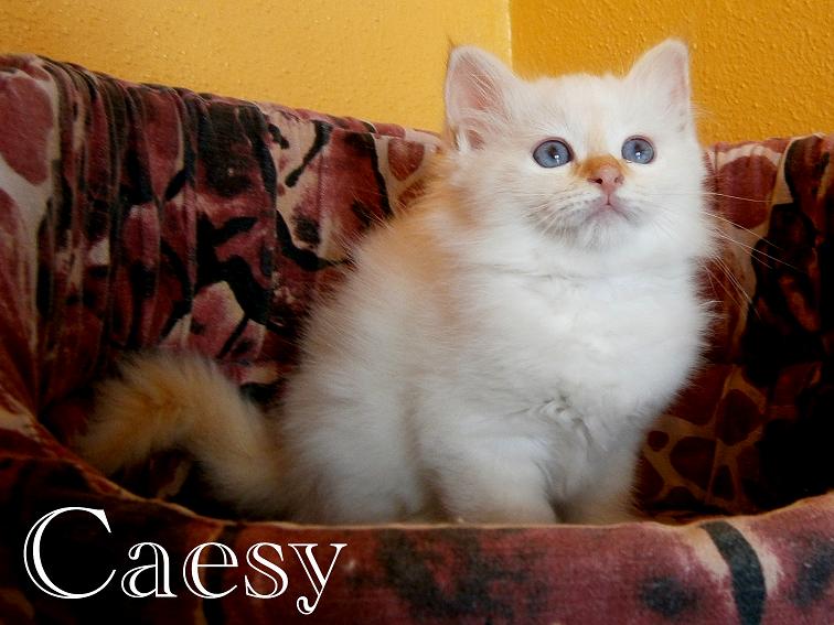 Caesy