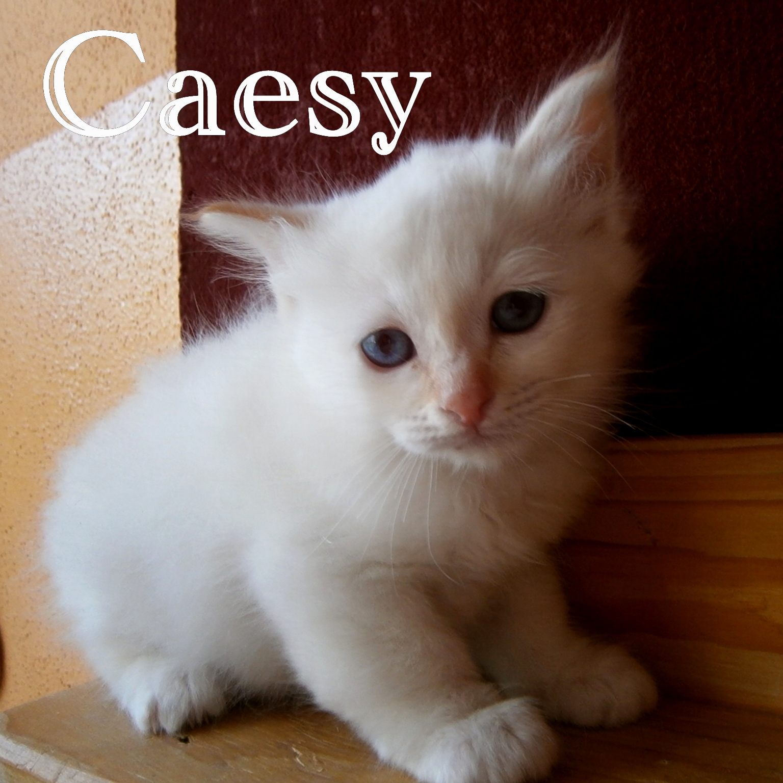 Caesy – Birma (Heilige Birma) Kitten – Foto 2