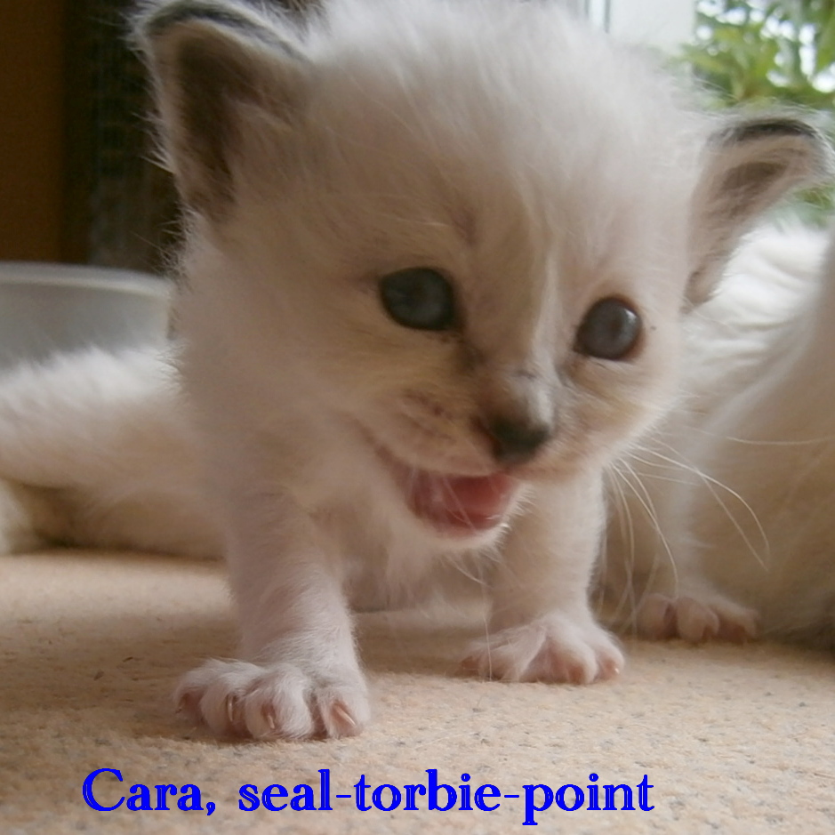 Cara – Birma (Heilige Birma) Kitten – Foto 3