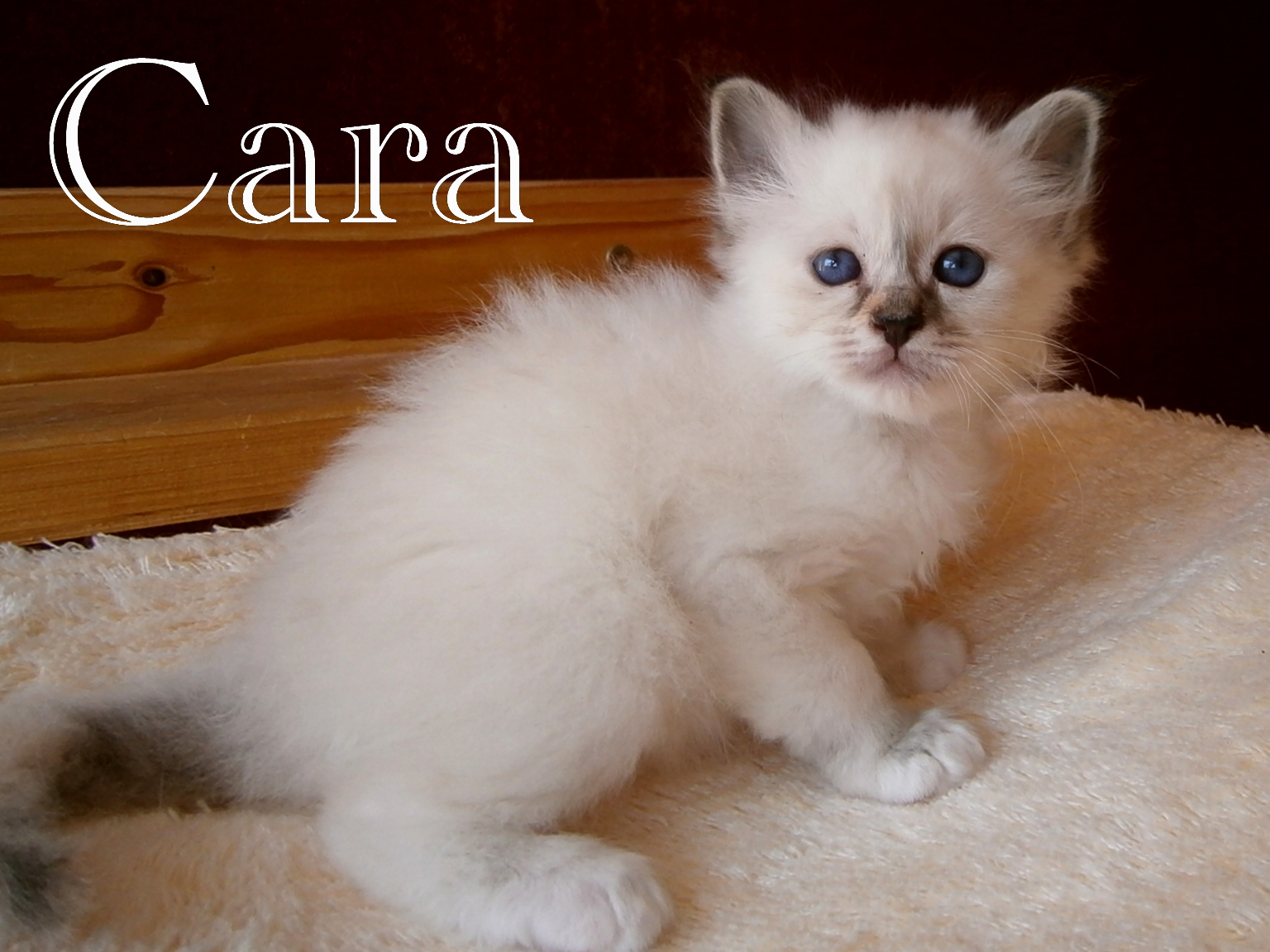 Cara – Birma (Heilige Birma) Kitten – Foto 2