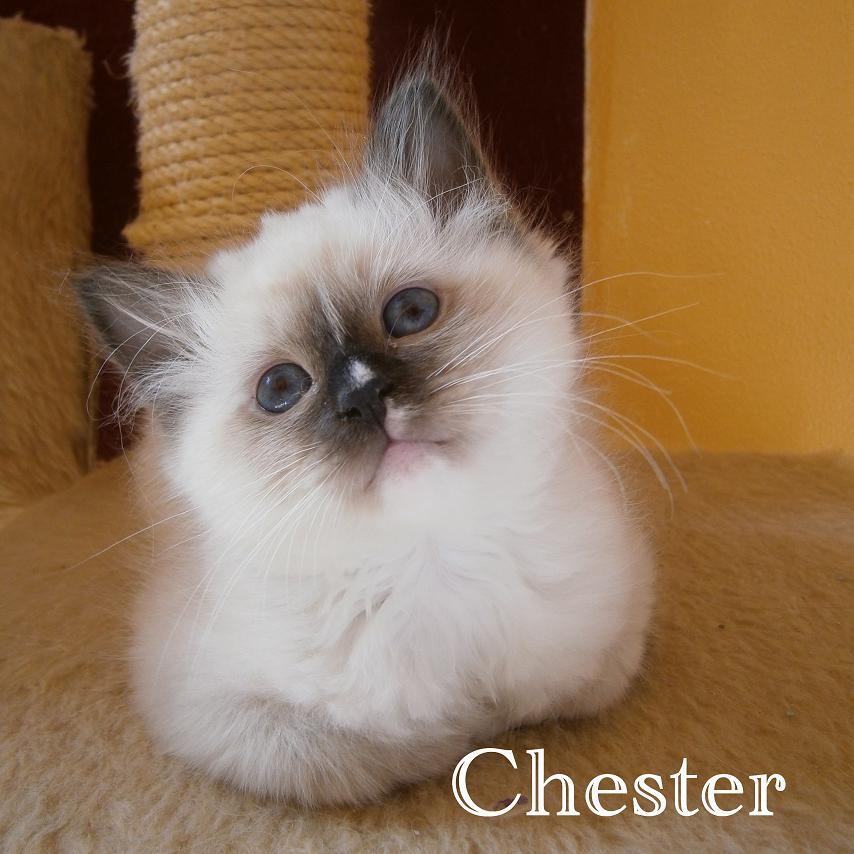 Chester