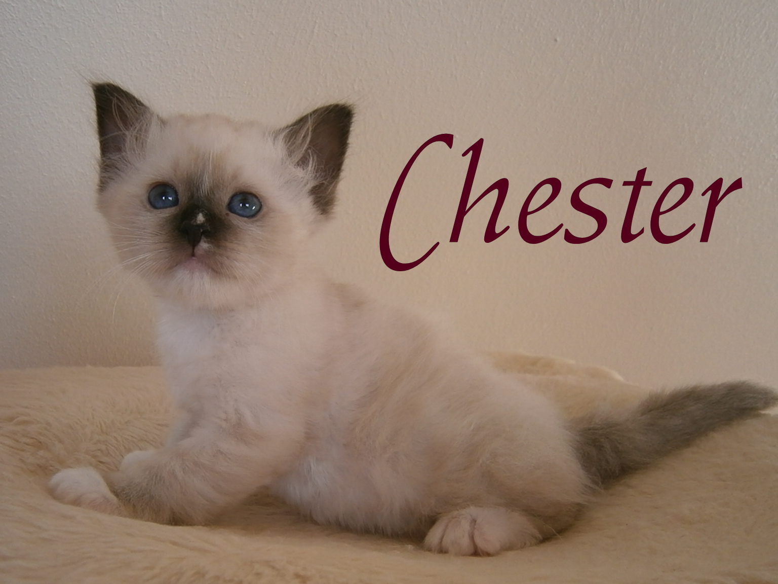 Chester – Birma (Heilige Birma) Kitten – Foto 2