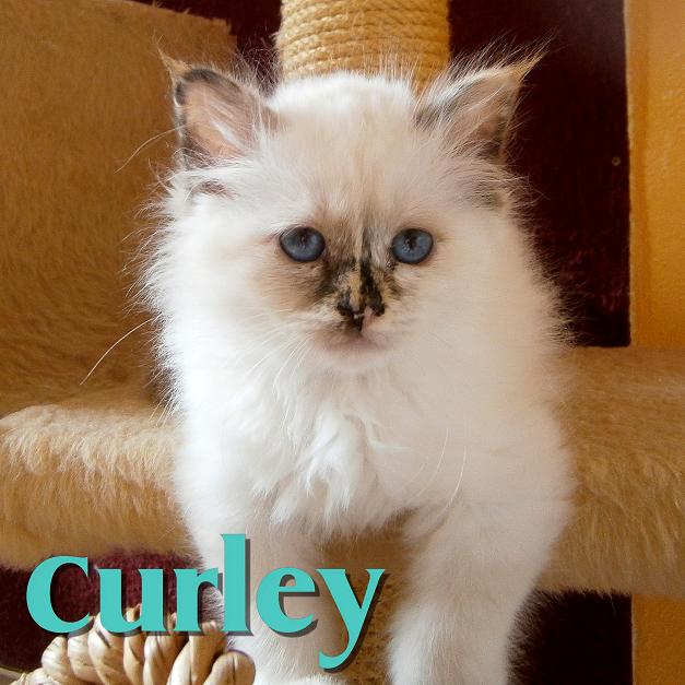Chilly – Birman (Sacred Birman) kitten – Photo 2