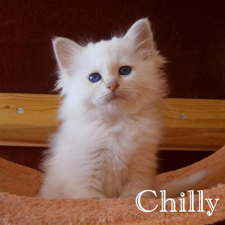 Chilly