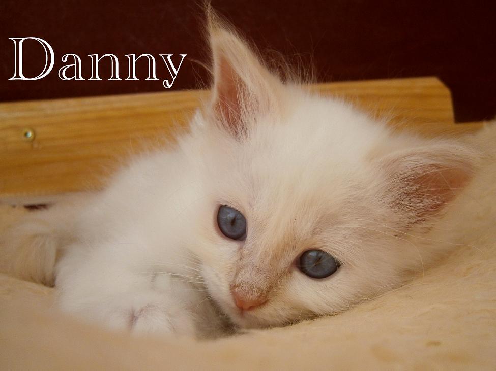 Danny – Birman (Sacred Birman) kitten