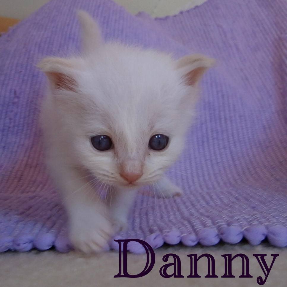 Danny – Birman (Sacred Birman) kitten – photo 2