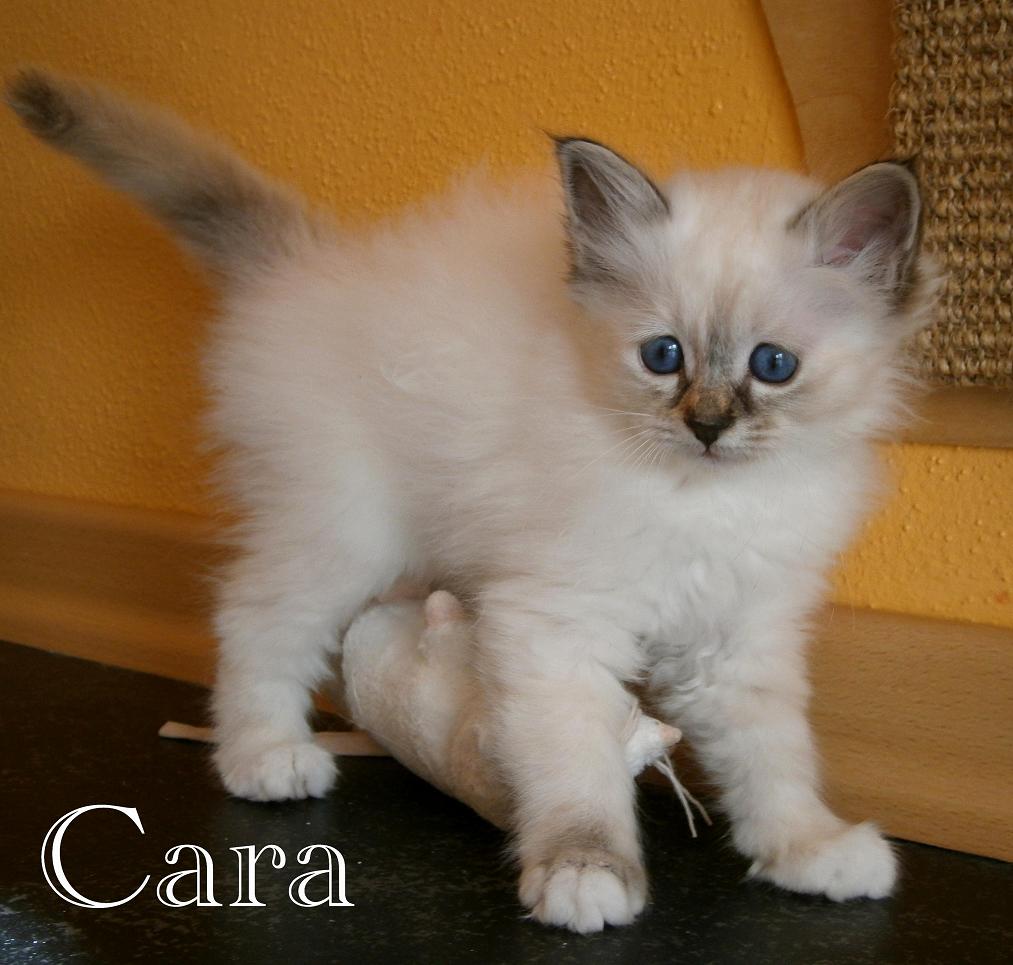 Cara