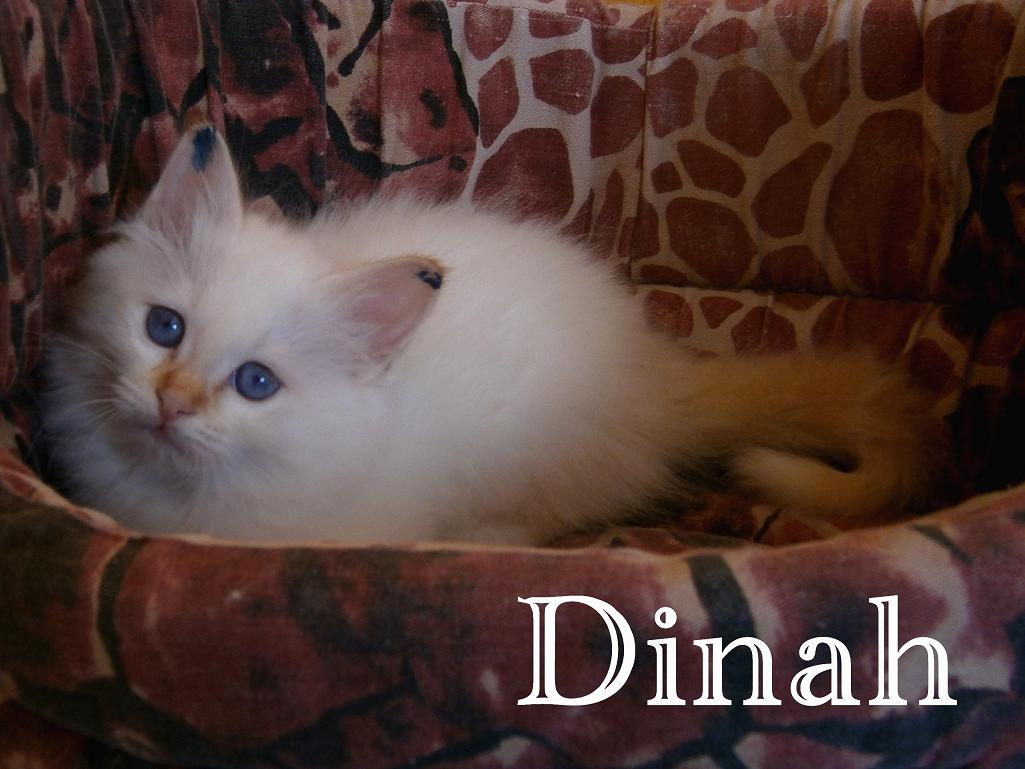 Dinah