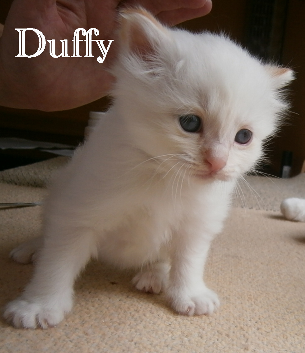 Duffy – chaton Sacré de Birmanie – Photo 3