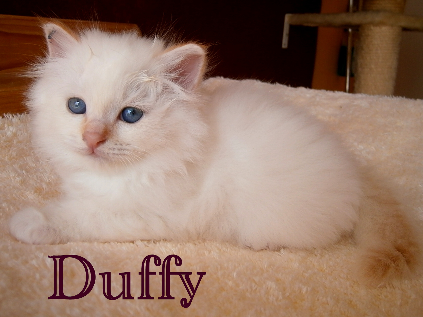 Duffy – chaton Sacré de Birmanie – Photo 2