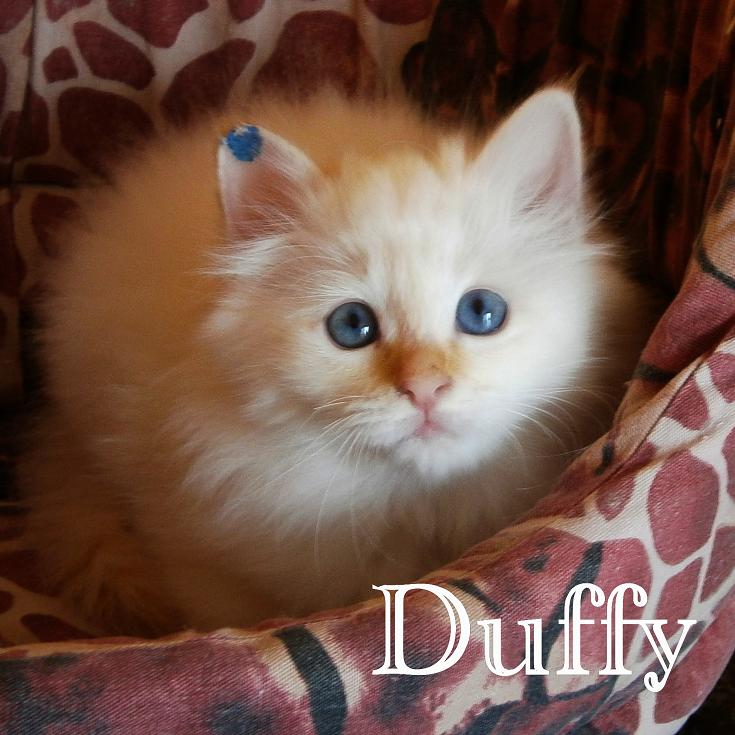 Duffy