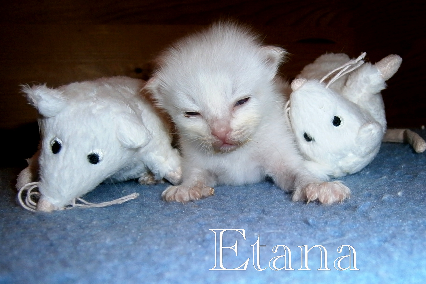 Etana the cosy one – Birma (Heilige Birma) Kitten – Foto 5