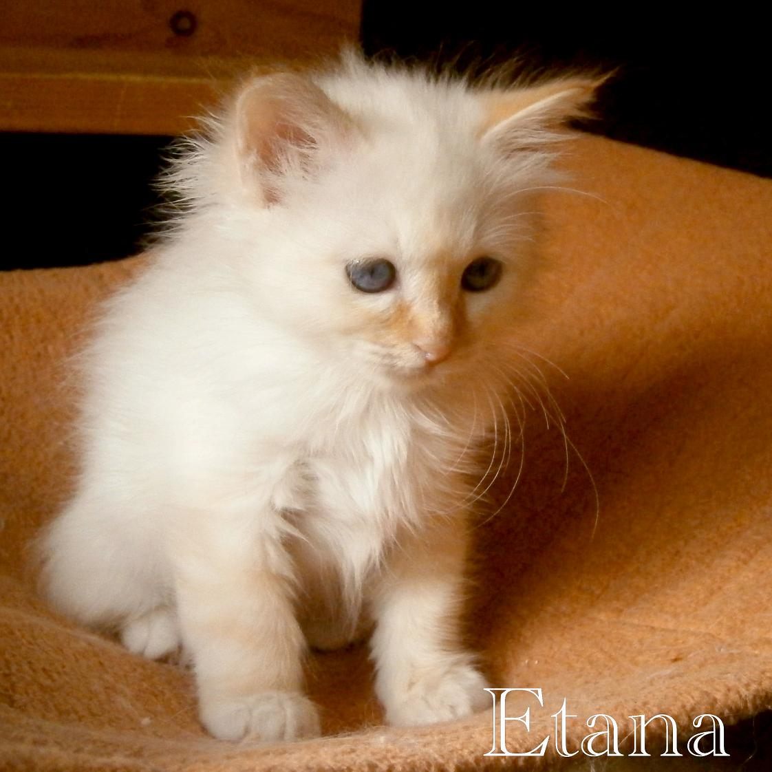 Etana the cosy one – Birma (Heilige Birma) Kitten – Foto 2
