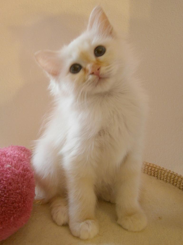 Etana the cosy one – Birma (Heilige Birma) Kitten