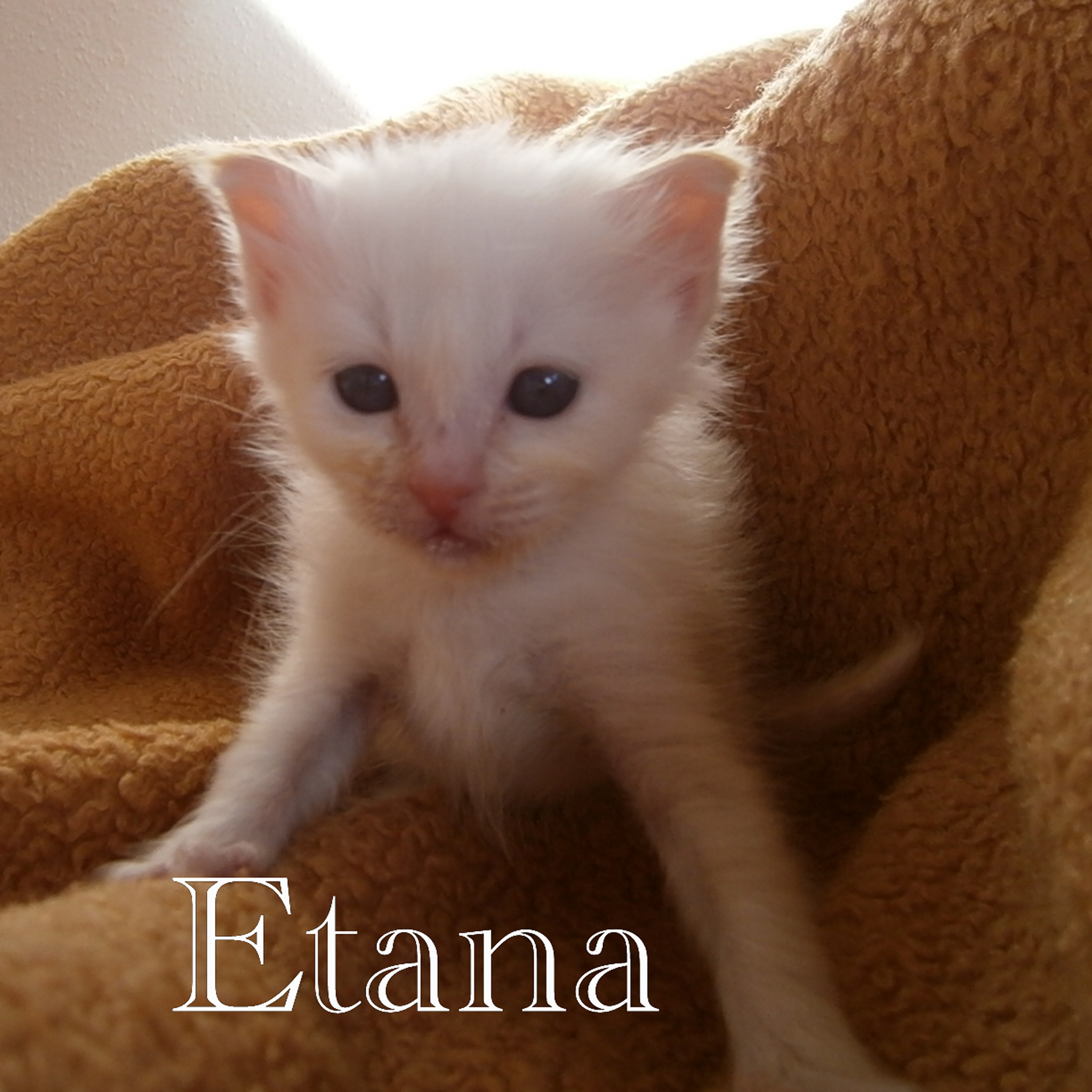 Etana the cosy one – Birma (Heilige Birma) Kitten – Foto 4