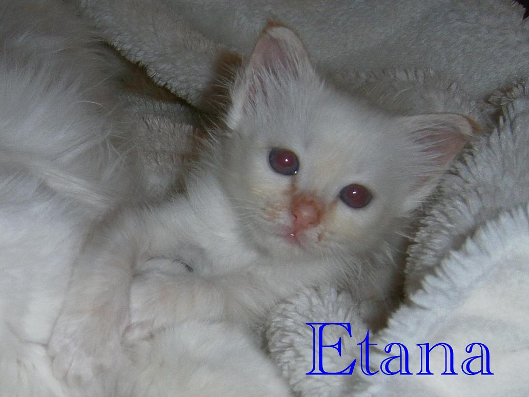Etana the cosy one – Birma (Heilige Birma) Kitten – Foto 3