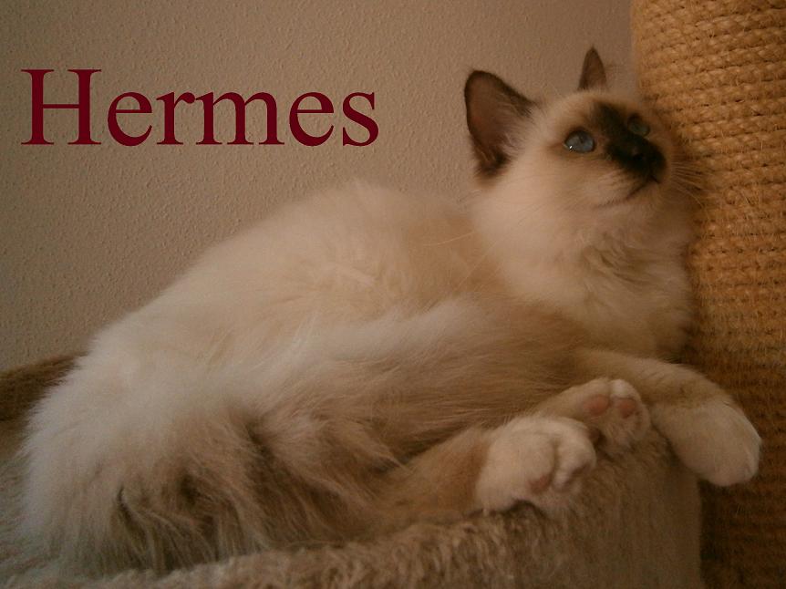 F* Hermes des Jardins de Calista – Heilige Birma, Chocolate Point – Foto 4