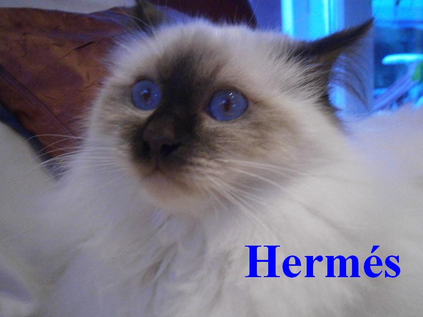 F* Hermes des Jardins de Calista