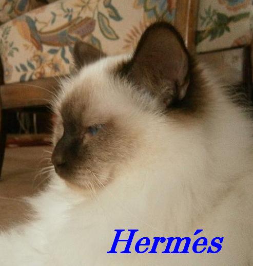 F* Hermes des Jardins de Calista – Heilige Birma, Chocolate Point – Foto 2