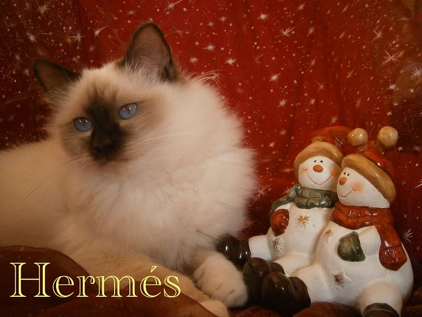 F* Hermes des Jardins de Calista – Heilige Birma, Chocolate Point – Foto 3