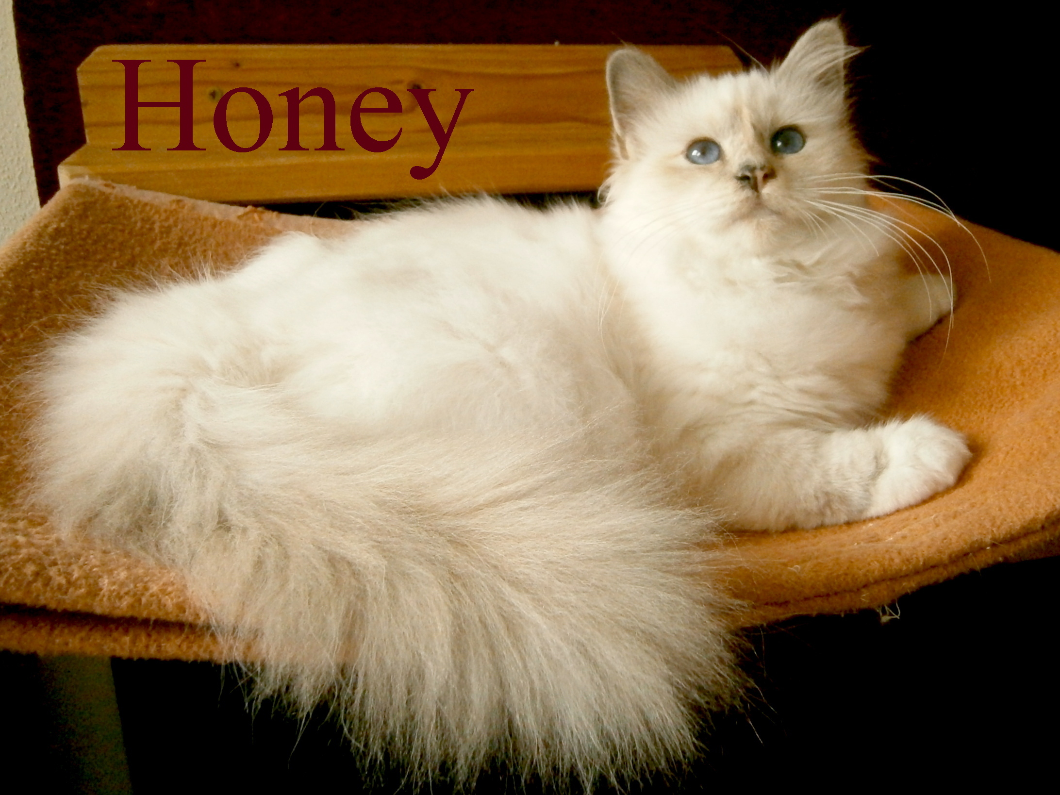 F* Honey de Maymyo – Heilige Birma, Blue Tortie Point – Foto 7