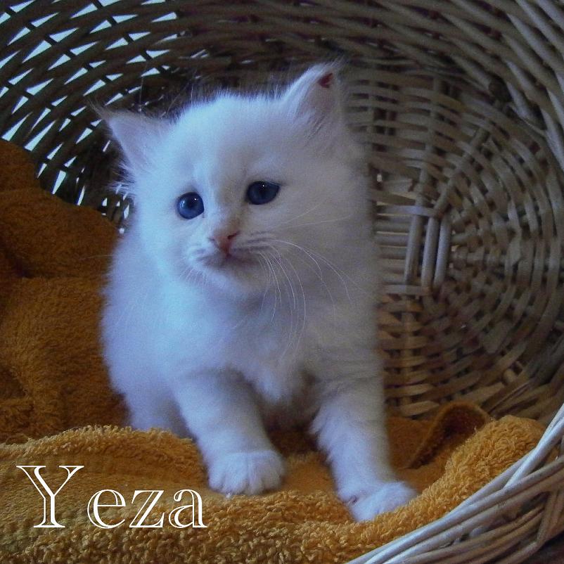 Yeza – Birma (Heilige Birma) Kitten – Foto 2