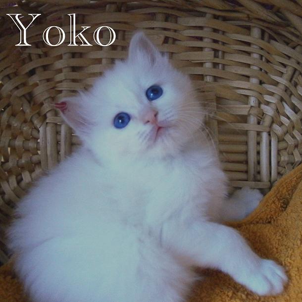 Yoko the cosy One – Birma (Heilige Birma) Kitten – Foto 2