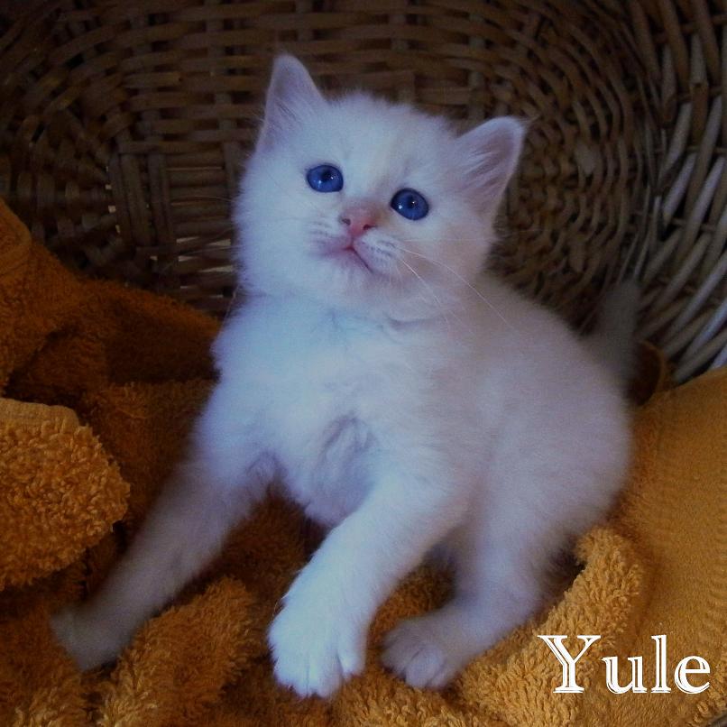 Yule – Birma (Heilige Birma) Kitten – Foto 2