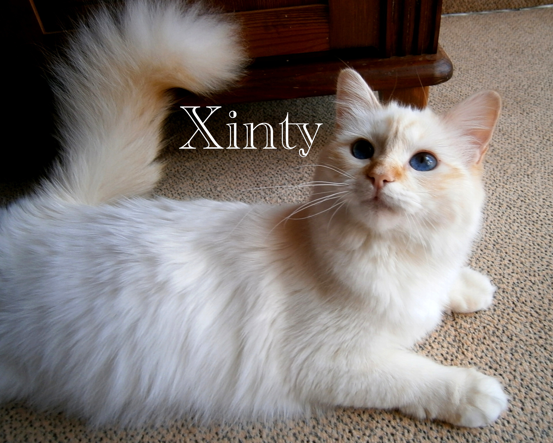 Xinty the cosy One – Sacred Birman, Red Tabby Point – Photo 4