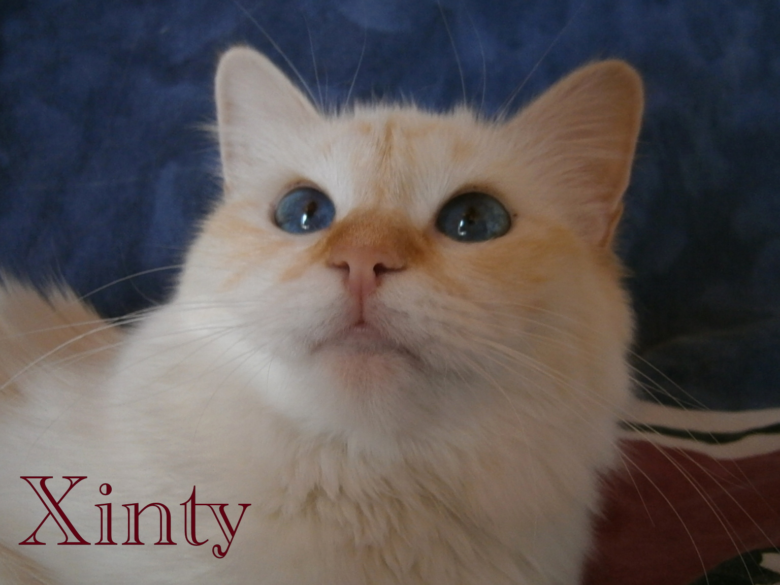 Xinty the cosy One – Sacred Birman, Red Tabby Point – Photo 3