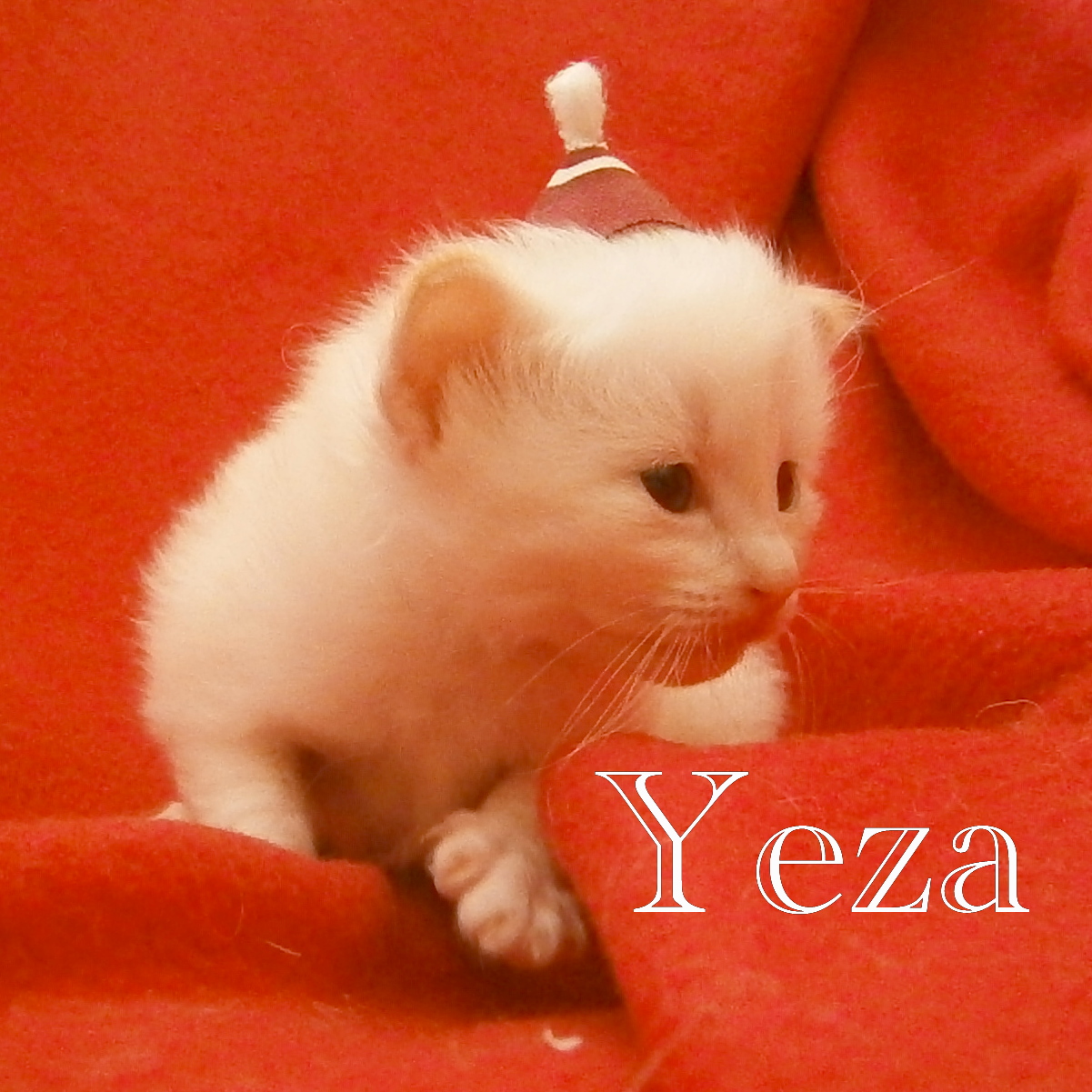 Yeza – Birma (Heilige Birma) Kitten – Foto 3