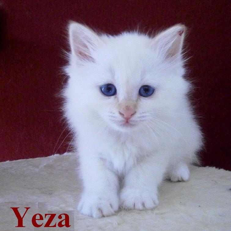 Yeza