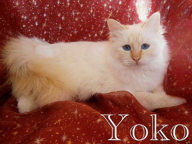 Yoko the cosy One – Heilige Birma, Red Point – Foto 3
