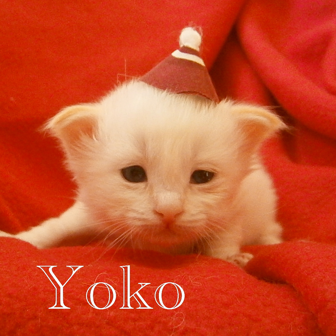 Yoko the cosy One – Birma (Heilige Birma) Kitten – Foto 3