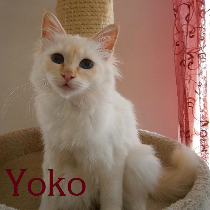 Yoko the cosy One – Heilige Birma, Red Point – Foto 4