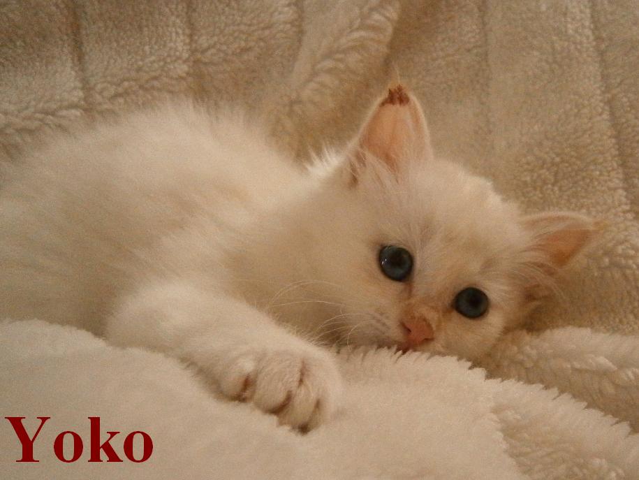 Yoko the cosy One – Birma (Heilige Birma) Kitten